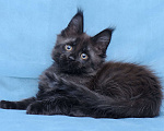 Кошки в Видном: Мейн-кун чёрная пантерочка Девочка, 60 000 руб. - фото 10