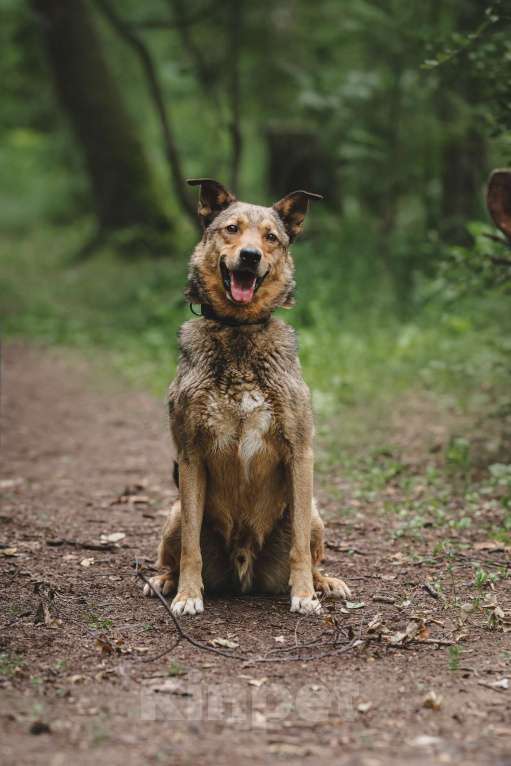 Собаки в Москве: Особенный Немо в поиске особенного человека! Мальчик, Бесплатно - фото 7