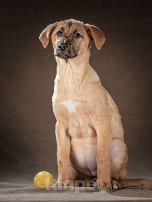 Собаки в Клине: Мегги — спокойная девочка ищет заботливые руки Девочка, Бесплатно - фото 2