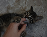 Кошки в Клине: Котёнок ищет любящую семью🥹 Мальчик, Бесплатно - фото 1