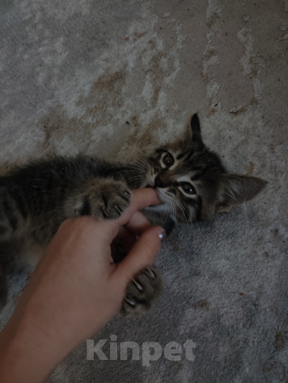 Кошки в Клине: Котёнок ищет любящую семью🥹 Мальчик, Бесплатно - фото 1