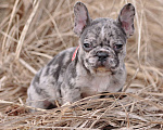 Собаки в Москве: Французский бульдог мальчик Мальчик, 30 000 руб. - фото 2