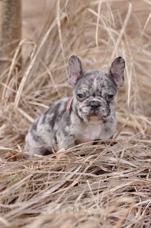 Собаки в Москве: Французский бульдог мальчик Мальчик, 30 000 руб. - фото 2