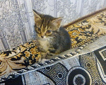 Кошки в Арзамасе: Очаровательная девчушка, 10 руб. - фото 1