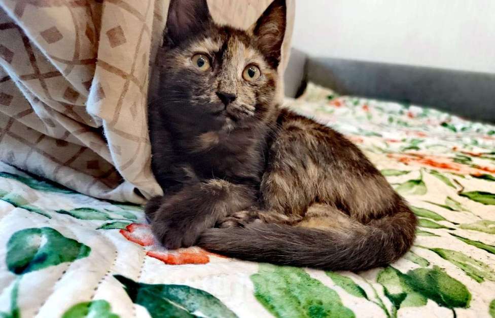 Кошки в Одинцово: котята и кошки приюта в поисках дома Мальчик, Бесплатно - фото 2