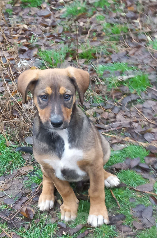 Собаки в Волгограде: Щенки ищут дом. Мальчики. 2.5 месяца Мальчик, Бесплатно - фото 3
