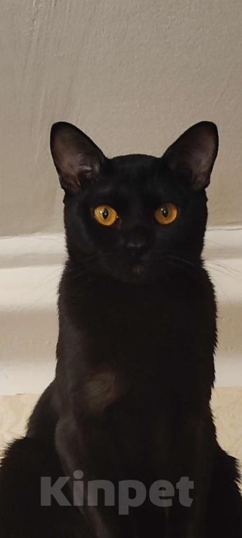 Кошки в Санкт-Петербурге: Бомбейские котята  Мальчик, Бесплатно - фото 1