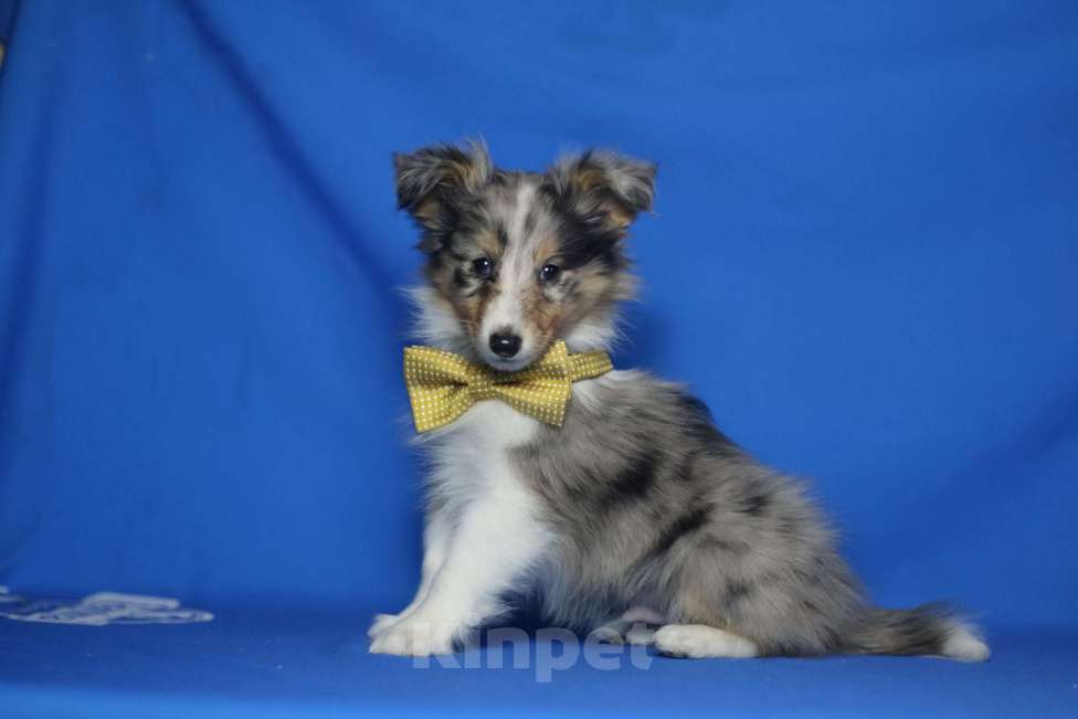 Собаки в Рязани: Щенки шелти. Девочка, Бесплатно - фото 10