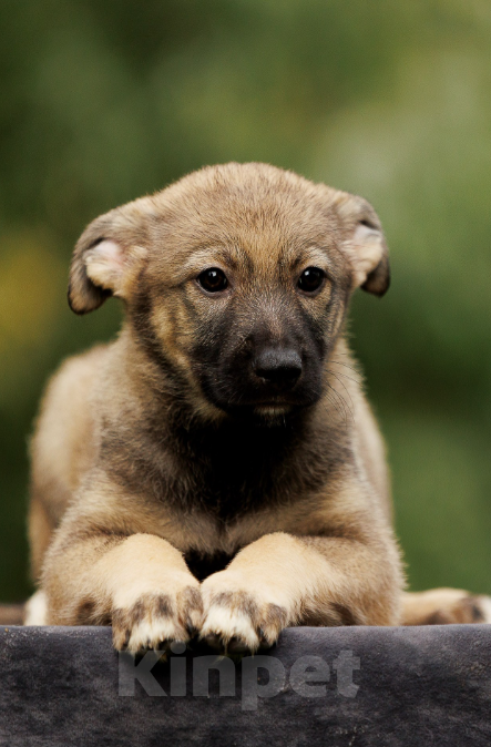 Собаки в Бронницах: Письмо от щенка Девочка, Бесплатно - фото 2