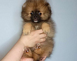 Собаки в Москве: Померанский шпиц, девочка Девочка, 22 000 руб. - фото 5