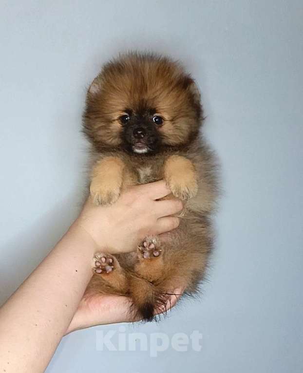 Собаки в Москве: Померанский шпиц, девочка Девочка, 22 000 руб. - фото 5