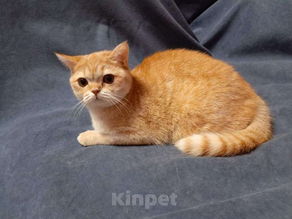 Кошки в Москве: Муся Девочка, 15 000 руб. - фото 2