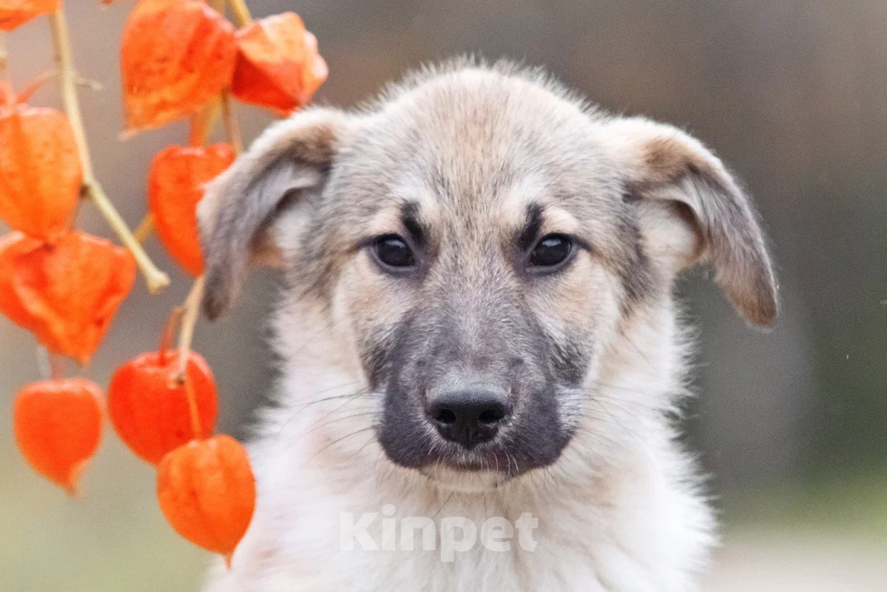 Собаки в других городах Московской области: Лорд якутенок в добрые руки Мальчик, Бесплатно - фото 9