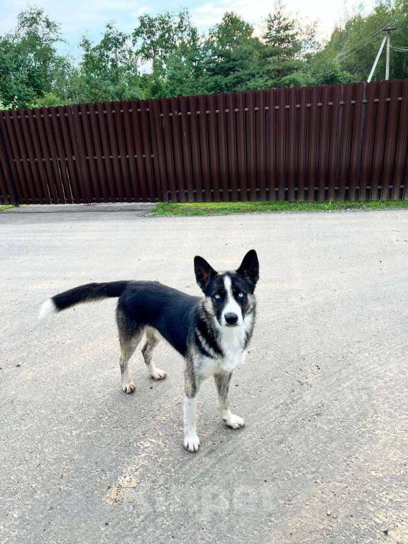 Собаки в Москве: Джек: очень красивый, добрый, умный и ласковый пес! Мальчик, Бесплатно - фото 1