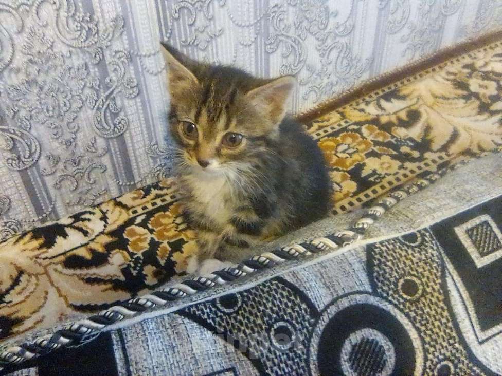 Кошки в Арзамасе: Очаровательная девчушка, 10 руб. - фото 1