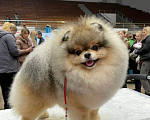 Собаки в Ивантеевке: Очаровательный щенок шпица  Мальчик, 100 000 руб. - фото 9