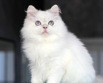 Кошки в Новосибирске: Нежное облако серебра Мальчик, 50 000 руб. - фото 2