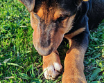 Собаки в Одинцово: Щенок девочка 7 мес Лекси Девочка, Бесплатно - фото 5