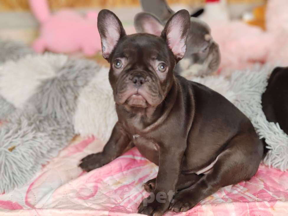 Собаки в Санкт-Петербурге: Шикарная шоколадная девочка  Девочка, 70 000 руб. - фото 2