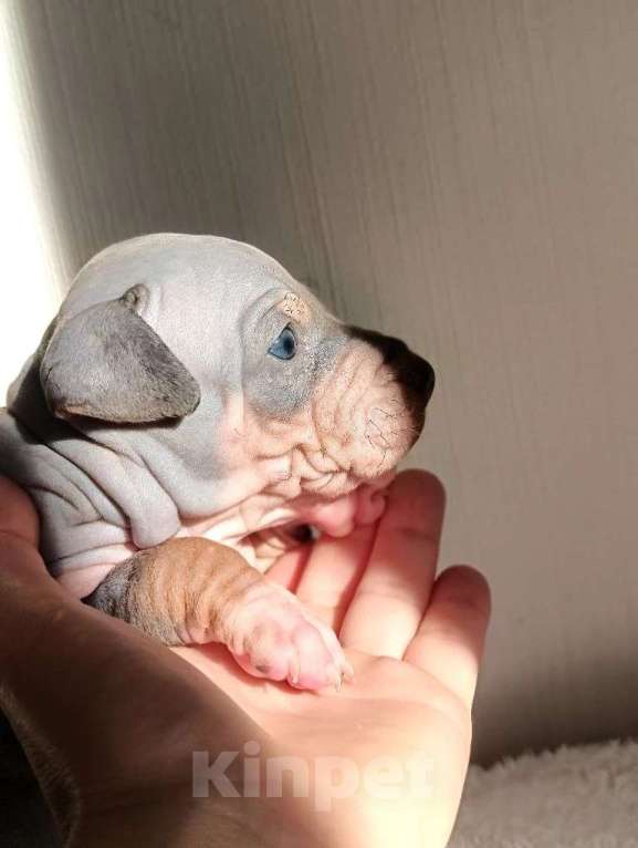 Собаки в Пушкино: Щенки АГТ Мальчик, 100 000 руб. - фото 1