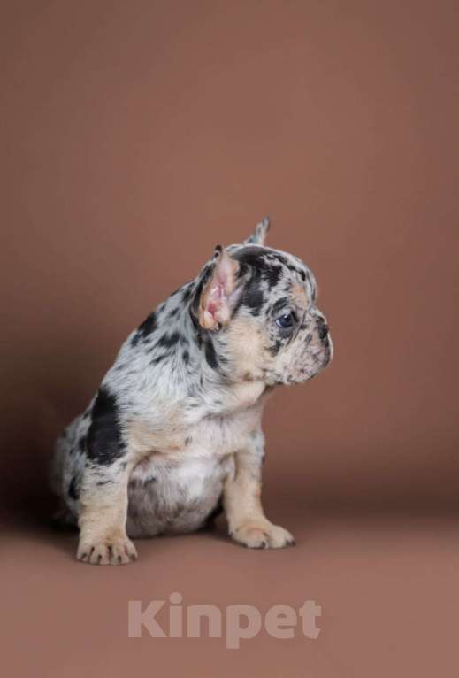 Собаки в Москве: Девочка голубой мрамор Девочка, 100 000 руб. - фото 2