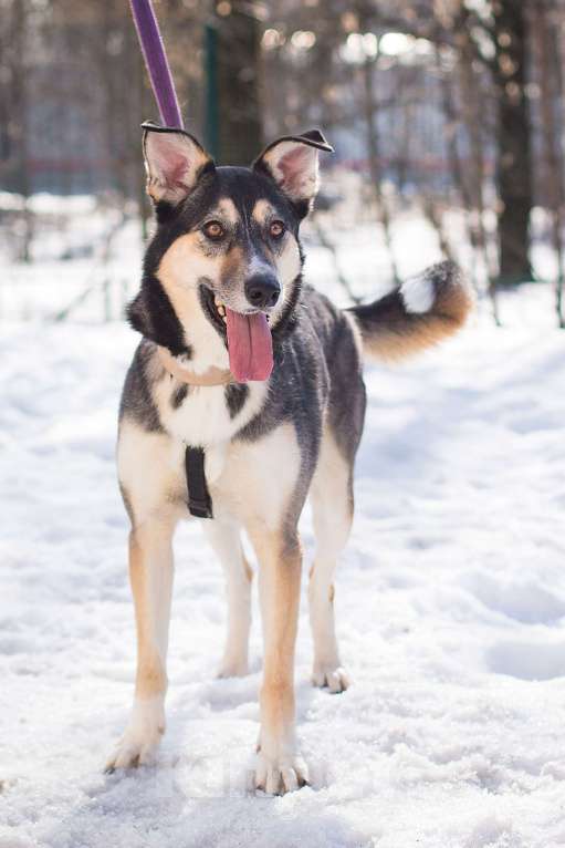 Собаки в Москве: Мирушка ищет добрый дом Девочка, Бесплатно - фото 3