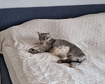 Кошки в Лосином-Петровском: Пропал кот Барсик!!! Мальчик, 1 000 руб. - фото 2