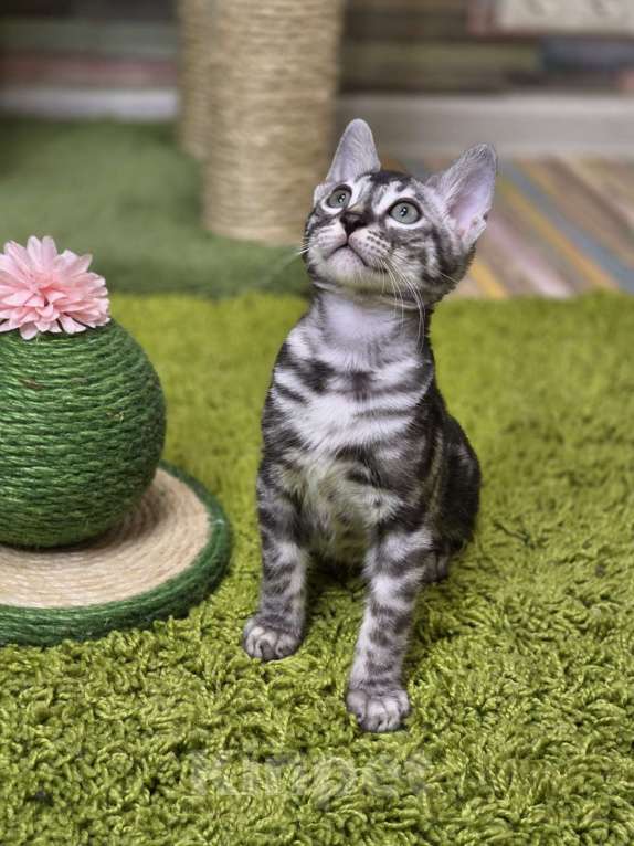 Кошки в Москве: Gabriel Benjoy Мальчик, 95 000 руб. - фото 6