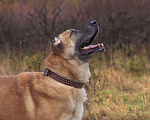Собаки в Видном: Варох, 3 года, метис алабая Мальчик, Бесплатно - фото 1