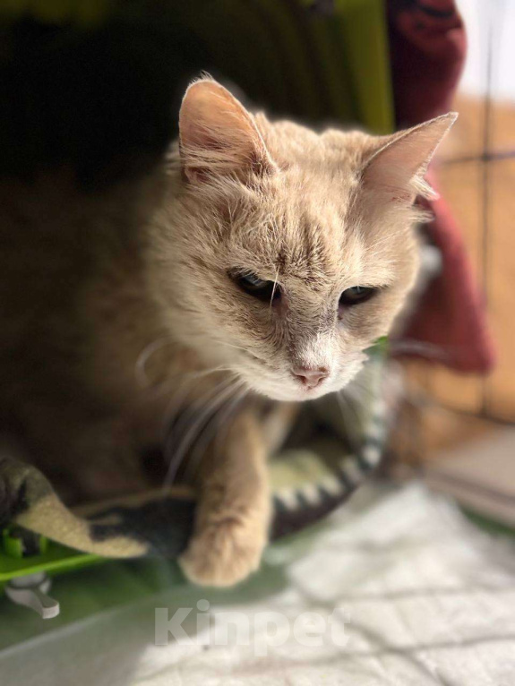 Кошки в Санкт-Петербурге: Старая кошечка ищет дом Девочка, Бесплатно - фото 2