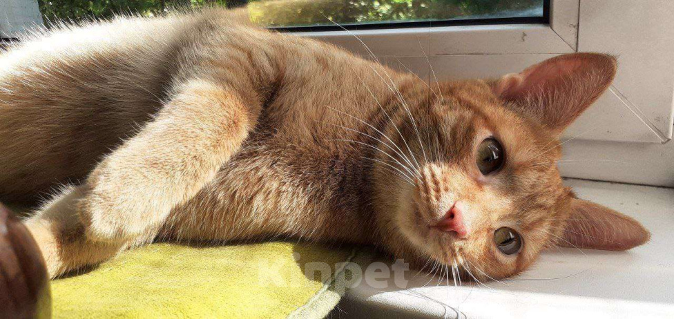 Кошки в Москве: Рыженький Руди - лучший тренер по фитнесу Мальчик, Бесплатно - фото 5