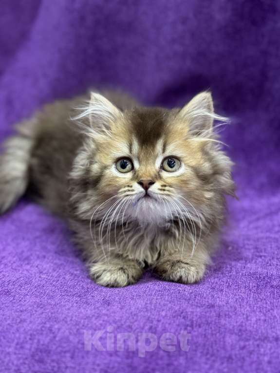 Кошки в Волгограде: Британские шоколадные котята Мальчик, 15 000 руб. - фото 4