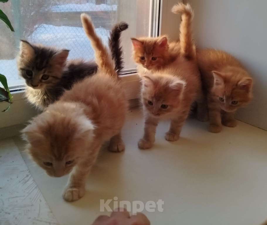 Кошки в Москве: Котята мейн-кун Разнополые, 15 000 руб. - фото 1