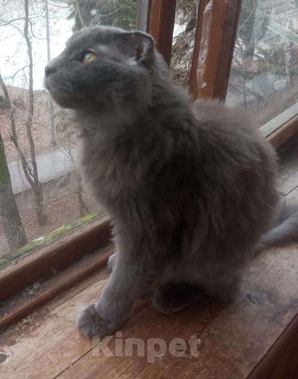 Кошки в Москве: Нибелунг вислоушка Девочка, Бесплатно - фото 5