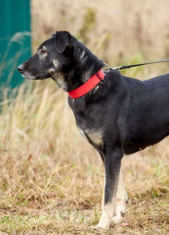 Собаки в Москве: Рута. Материнское спокойствие а не собака Девочка, 1 руб. - фото 2
