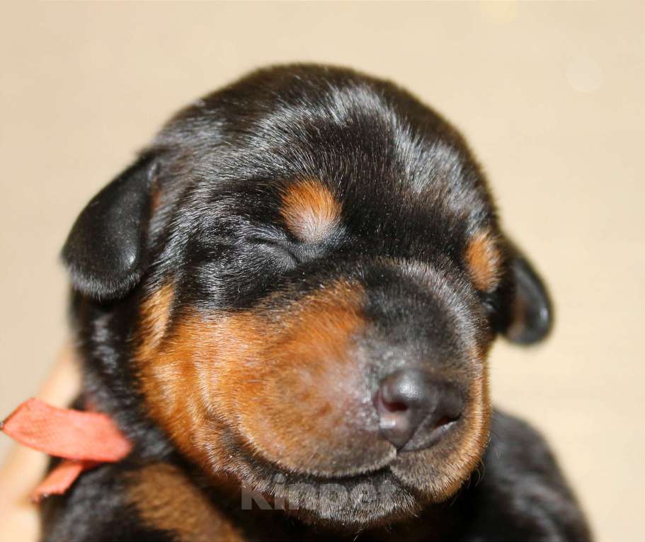 Собаки в Москве: Щенки добермана Разнополые, Бесплатно - фото 3