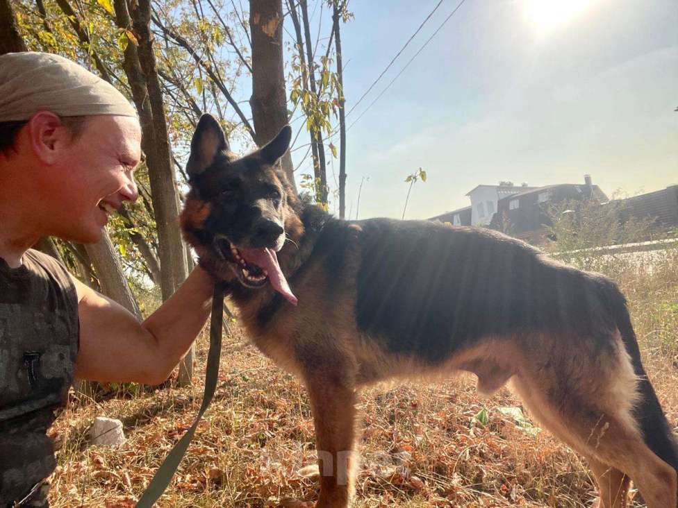 Собаки в Москве: Немецкая овчарка бесплатно Мальчик, Бесплатно - фото 3