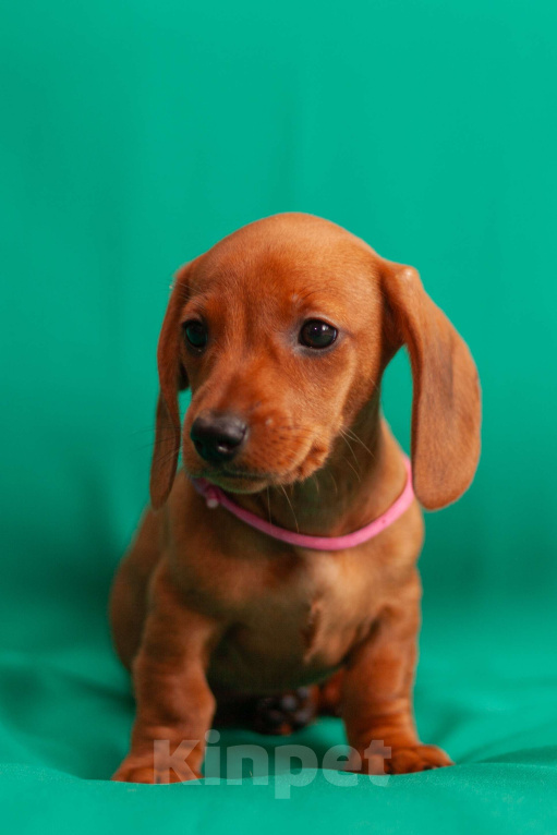 Собаки в Твери: Девочка розовая лента Девочка, 50 000 руб. - фото 1