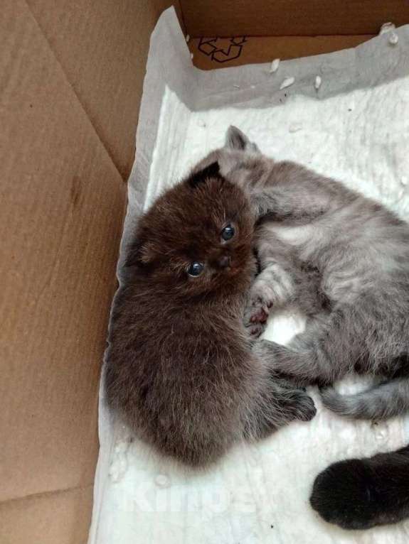 Кошки в Ростове-на-Дону: Шотландские вислоухие Разнополые, 15 000 руб. - фото 4