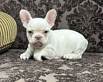 Собаки в Москве: Французский бульдог девочка Девочка, 45 000 руб. - фото 2