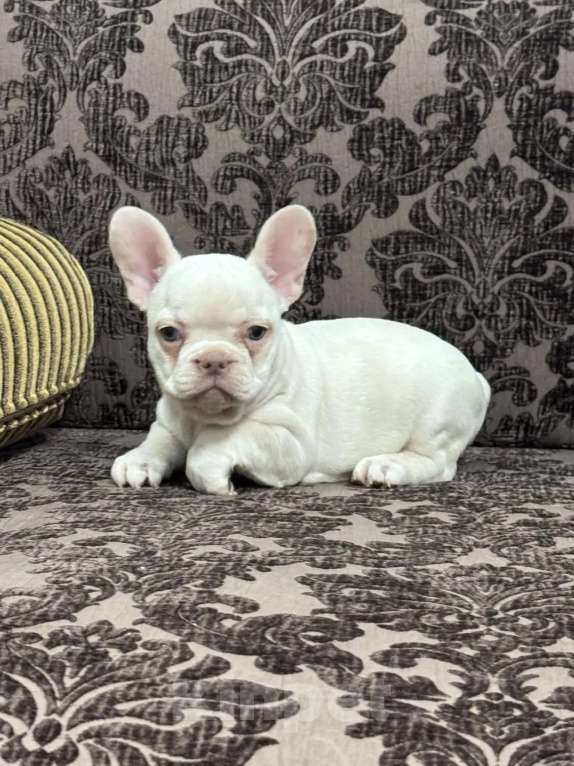 Собаки в Москве: Французский бульдог девочка Девочка, 45 000 руб. - фото 2
