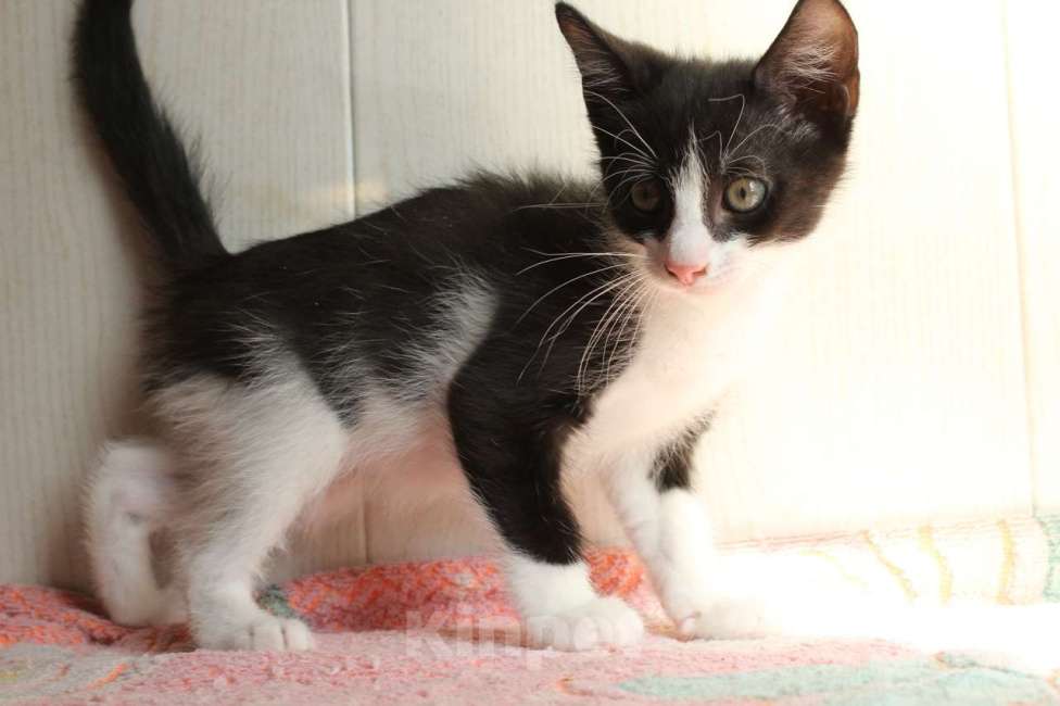 Кошки в Санкт-Петербурге: Симпатичные заводные котята Мальчик, Бесплатно - фото 5