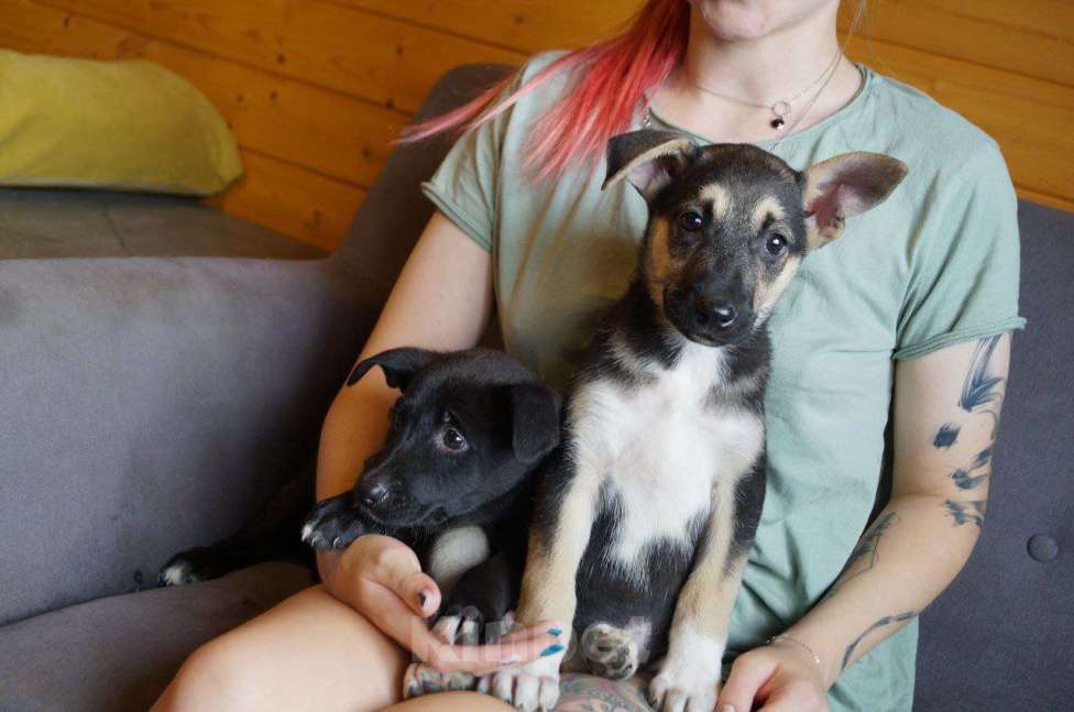 Собаки в Раменском: Грета ищет дом! Девочка, Бесплатно - фото 5