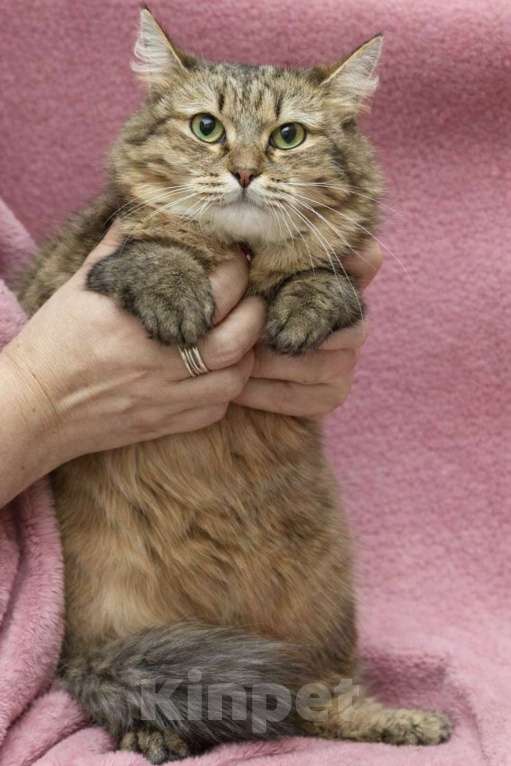 Кошки в Москве: Кошечка Белка ищет дом Девочка, Бесплатно - фото 5