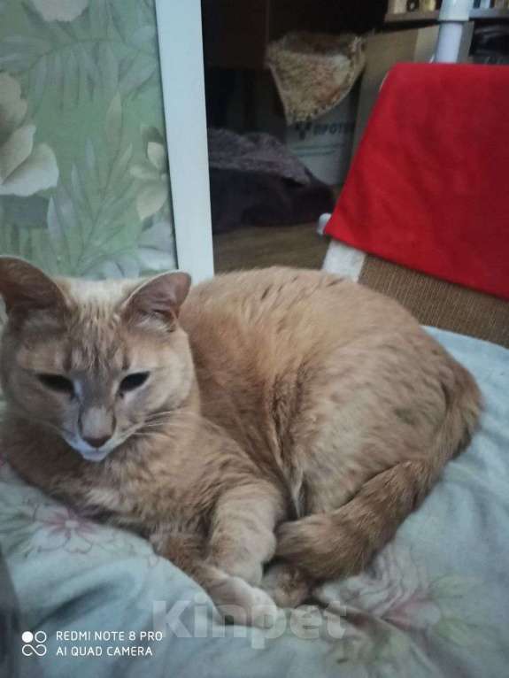 Кошки в других городах Московской области: Кошки в добрые руки Девочка, Бесплатно - фото 6