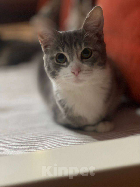 Кошки в Москве: Золотой мальчик Микки: котенок-меланхолик ищет свое тепло Мальчик, Бесплатно - фото 3