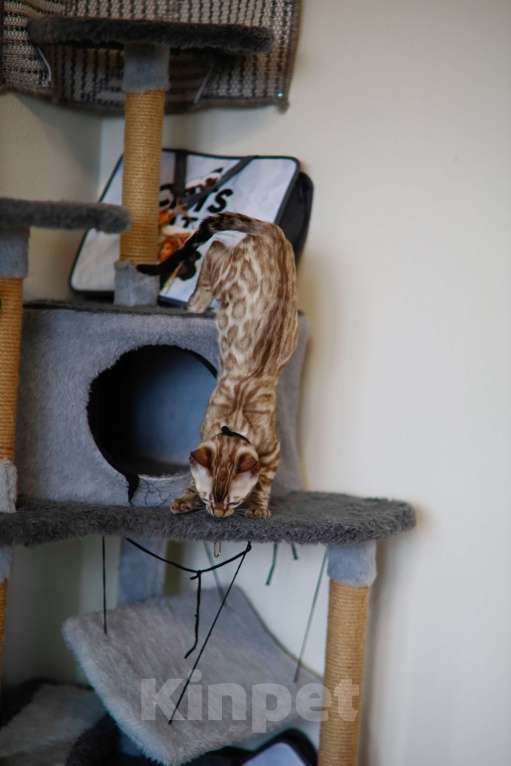 Кошки в Москве: Бенгальский котёнок  Мальчик, 90 000 руб. - фото 4