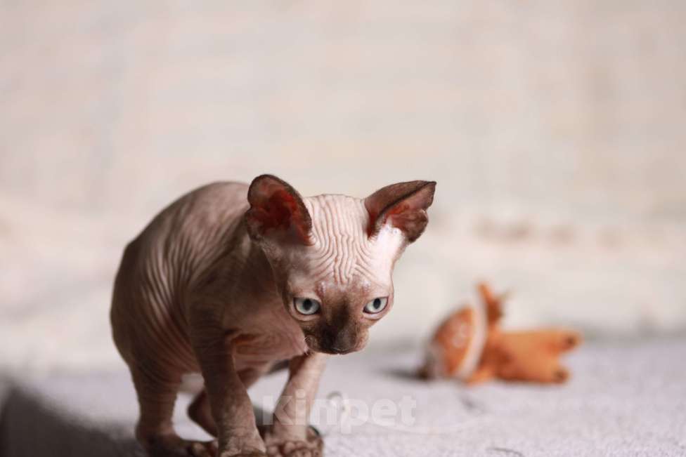 Кошки в других городах Московской области: Продаю котят канадского сфинкса Девочка, 25 000 руб. - фото 5