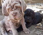 Собаки в Курске: Неаполитанские мастины, 80 000 руб. - фото 2