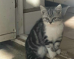Кошки в Городце: Шотладские полукровки, Бесплатно - фото 5